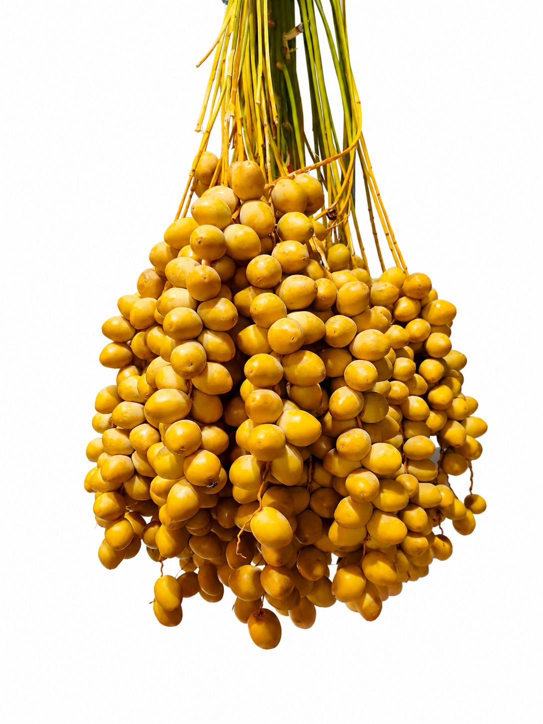 خارک برحی درجه یک